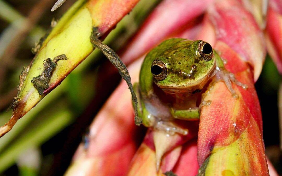 Squirrel Tree Frog